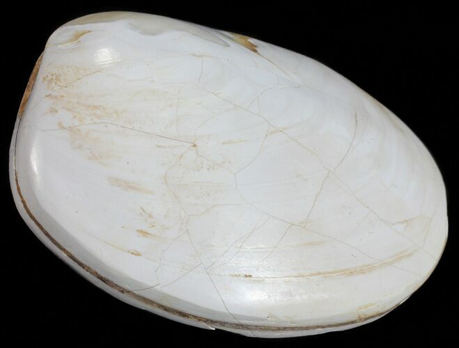 Wide Polished Fossil Clam - Jurassic #55224